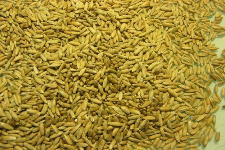 Çavdar Ununda Gluten Var Mı?