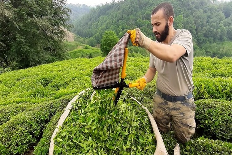 Çay Nasıl İşlenir?