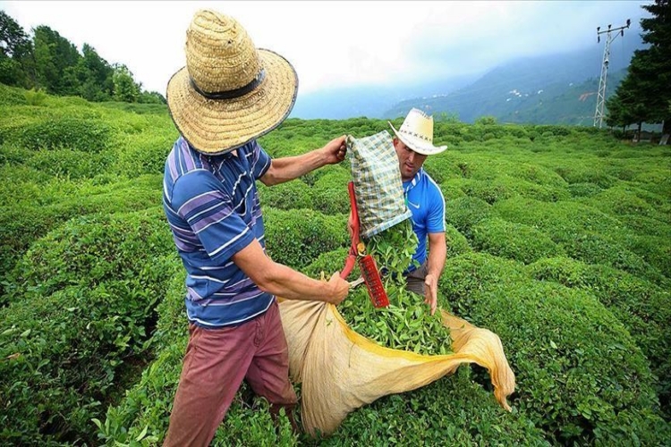 Çay Nasıl Kurutulur?