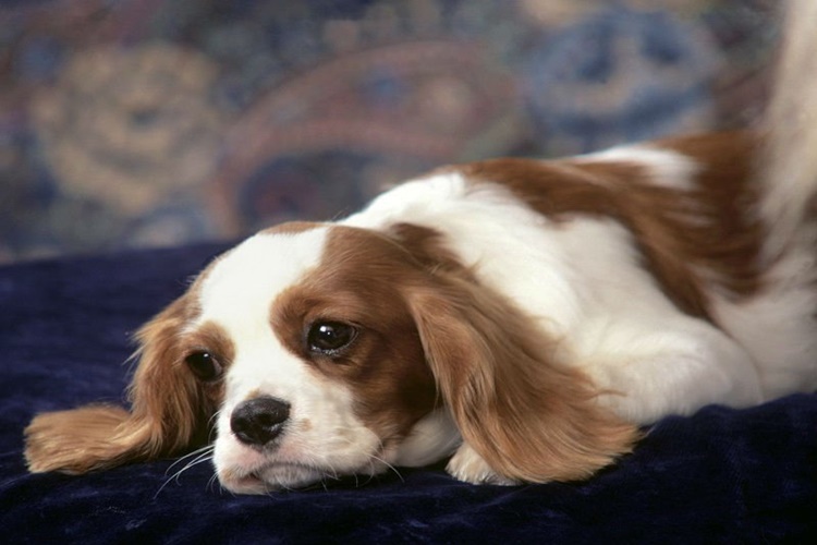 Cek Rasıl Köpek Fiyatı 2023 Ne Kadar?