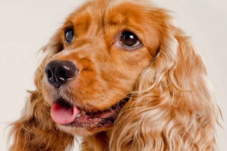 Çekirdek Köpeklere Zararlı Mı?