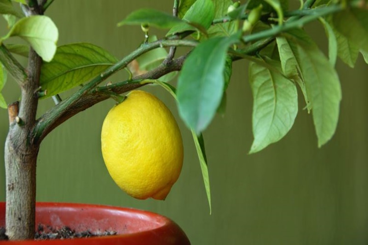 Çekirdekten Limon Ağacı Kaç Yılda Meyve Verir?