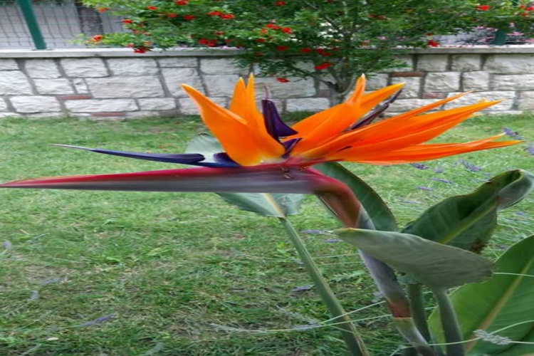 Cennet Kuşu Çiçeği Hakkında Merak Edilen Bilgiler