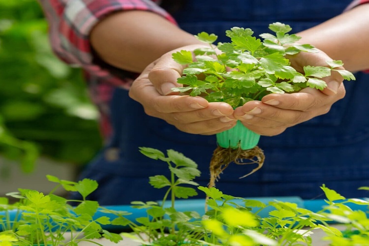 Centella Asiatica Türkiye'de Yetişir Mi?