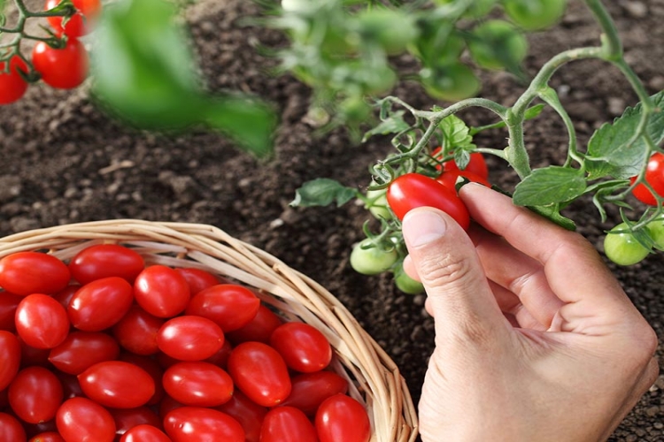 Çeri Domates Ne Zaman Çiçek Açar?