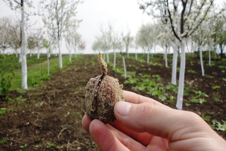 Ceviz Göz Aşısı Hangi Ayda Yapılır?