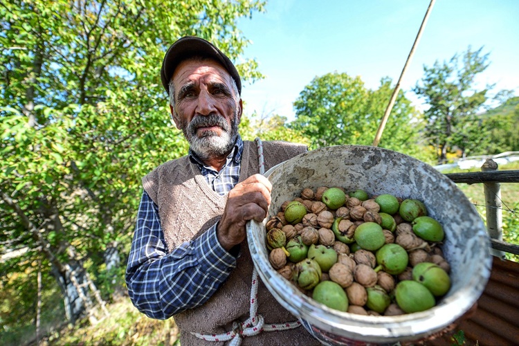 Ceviz Hangi Ayda Toplanır?