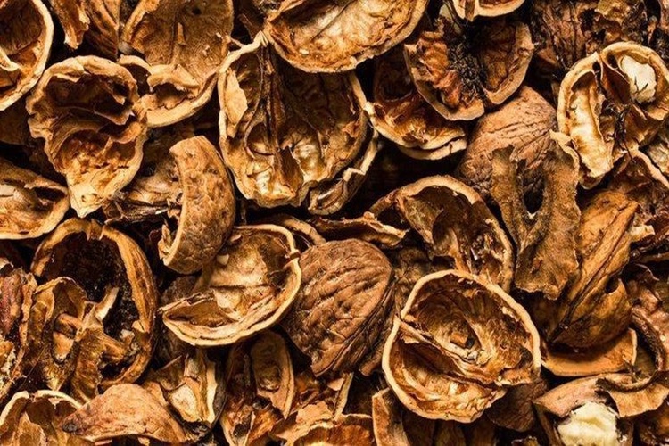 Ceviz Kabuğu Suyu İle Zayıflama Nasıl Olur?