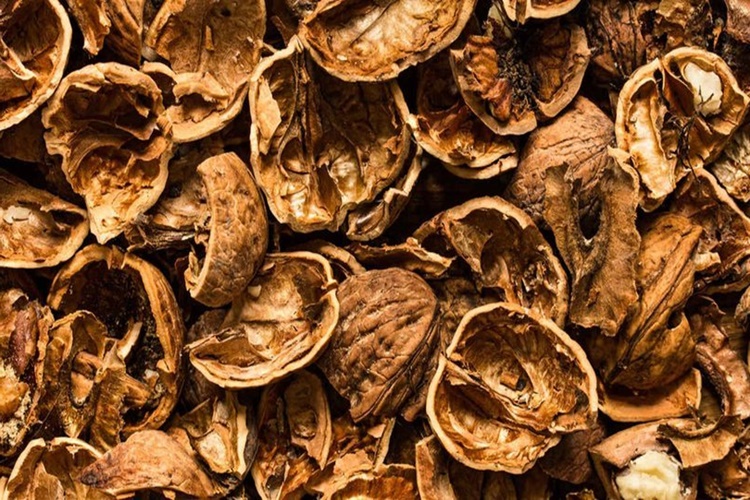 Ceviz Kabuğu Tüy Döker Mi?