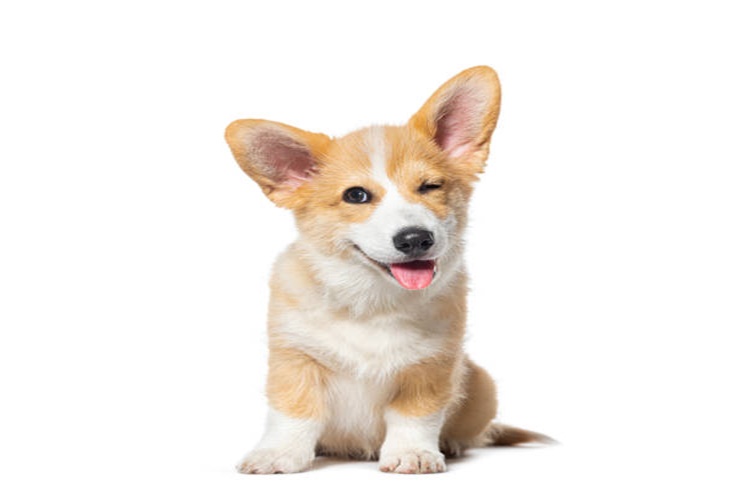 Ceviz Köpeklere Zararlı Mı?