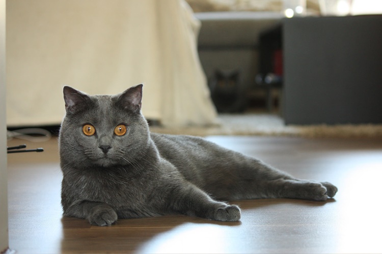 Chartreux Kedi Bakımı Nasıl Olur?