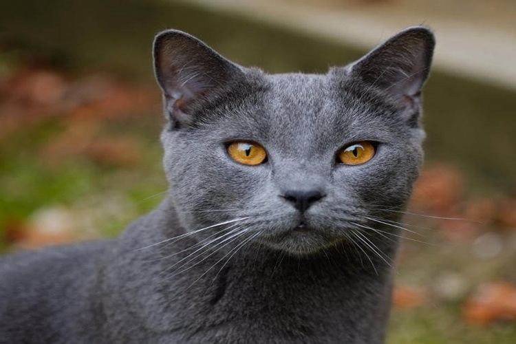 Chartreux Kedi Cinsi Nedir?