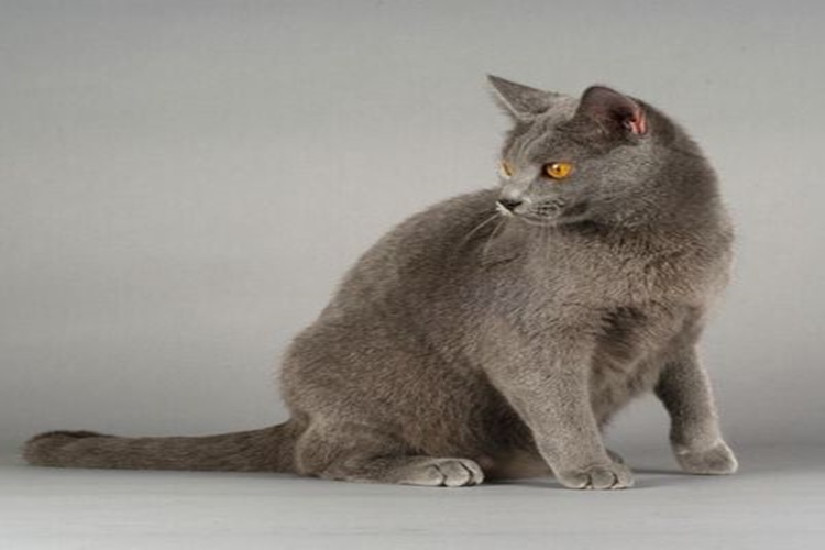 Chartreux Kedi Fiyatları Nedir?