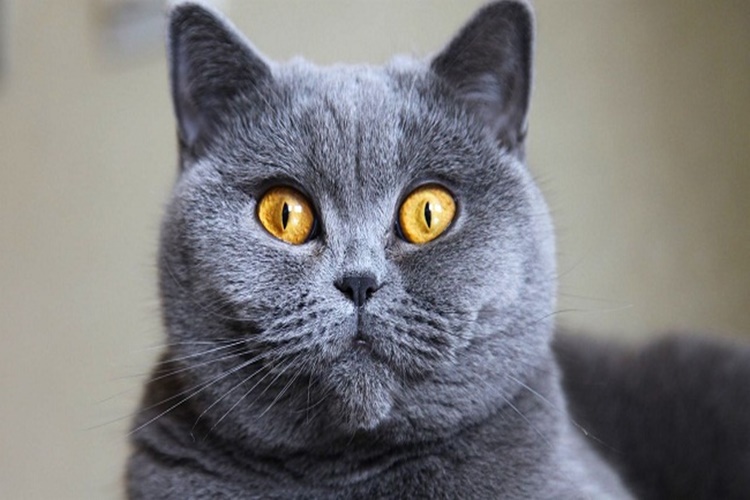Chartreux Kedi İsimleri Nelerdir?