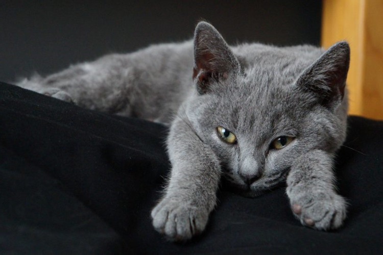 Chartreux Kedi Özellikleri Nelerdir?