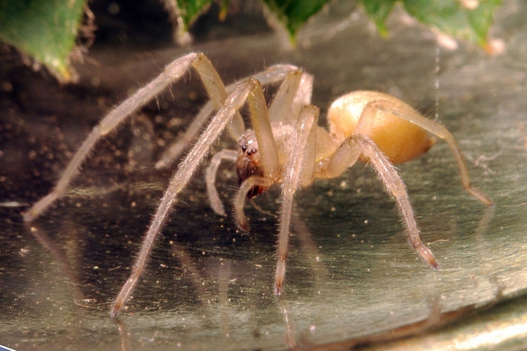 Cheiracanthium Mildei Zehirli Mi?