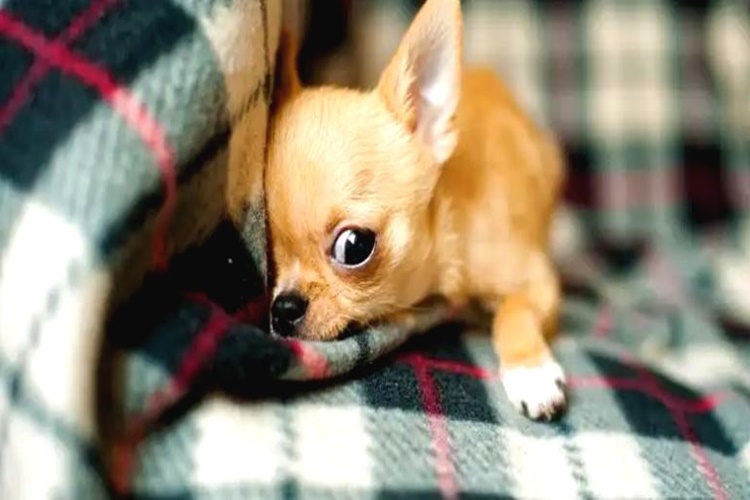 Chihuahua Beslenme Nasıl Yapılır?