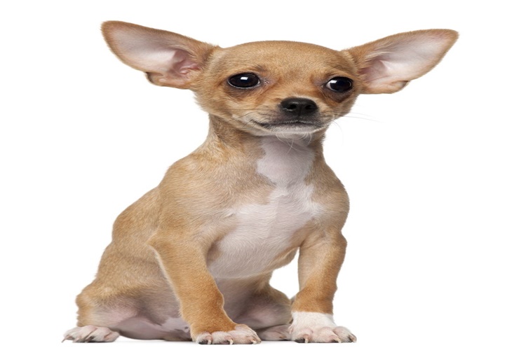 Chihuahua Evde Beslenir Mi?