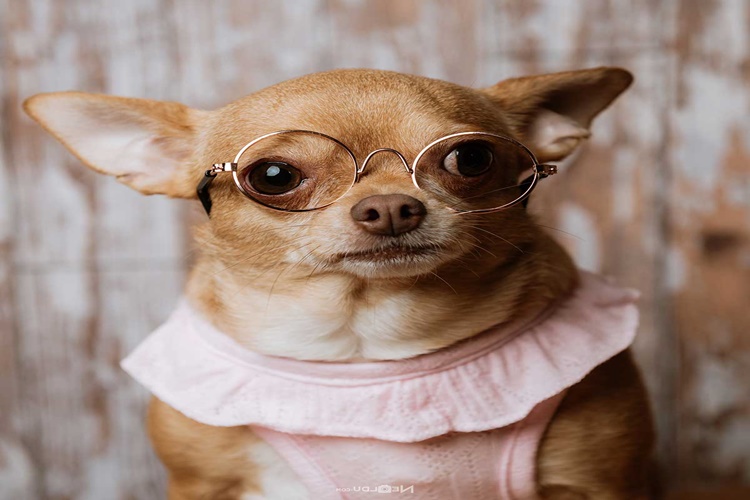 Chihuahua Gebelik Süresi Nedir?
