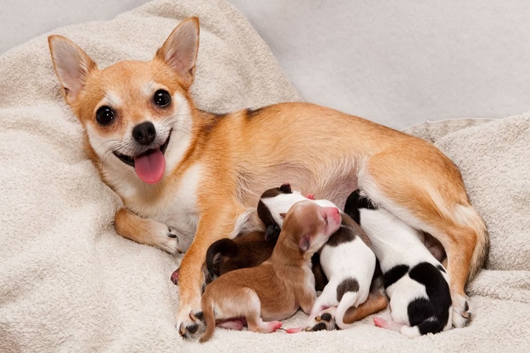 Chihuahua Gebelik Süresi Ne Kadar?