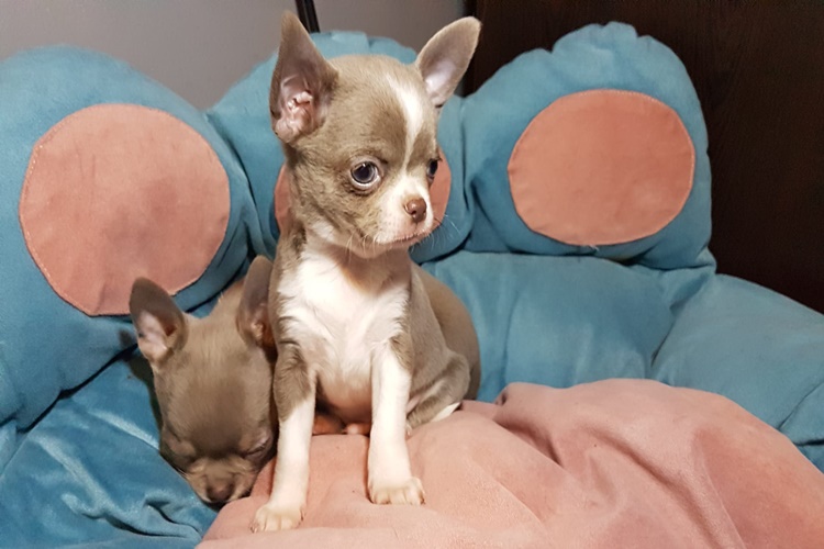 Chihuahua Hastalıkları Nelerdir?