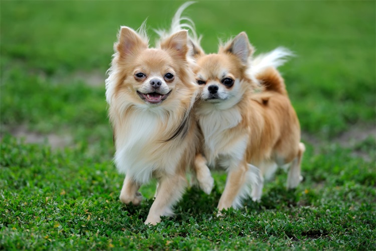 Chihuahua Kaç Yıl Yaşar?