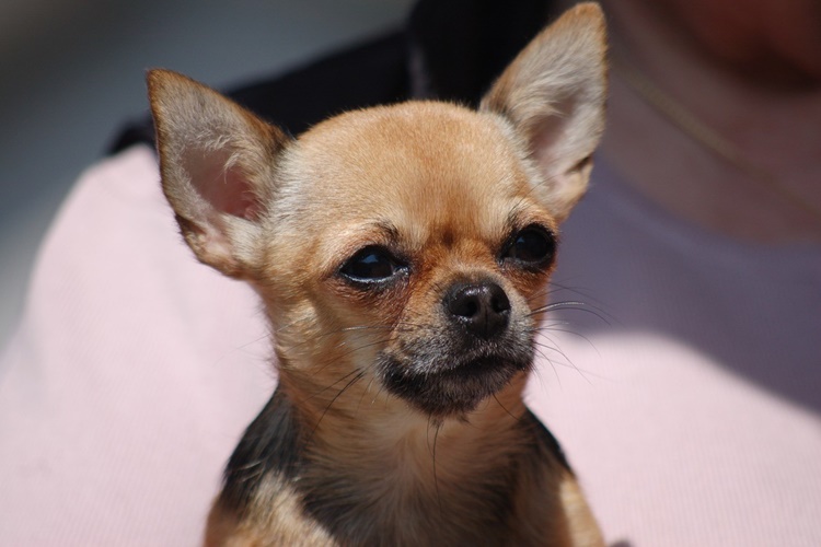 Chihuahua Köpek Fiyatı 2023 Ne Kadar?