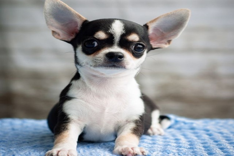Chihuahua Neden Titrer?
