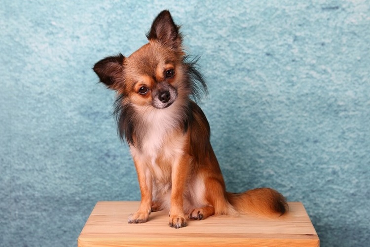 Chihuahua Özellikleri Nelerdir?