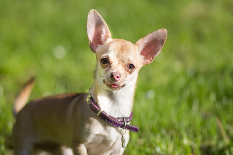 Chihuahua Tüy Döker Mi?