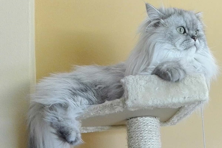 Chinchilla Kedi Fiyatı 2023 Ne Kadar?