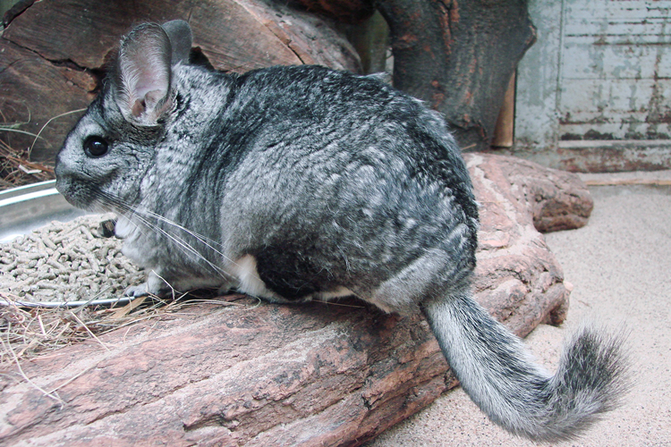 Chinchilla Nasıl Eğitilir?