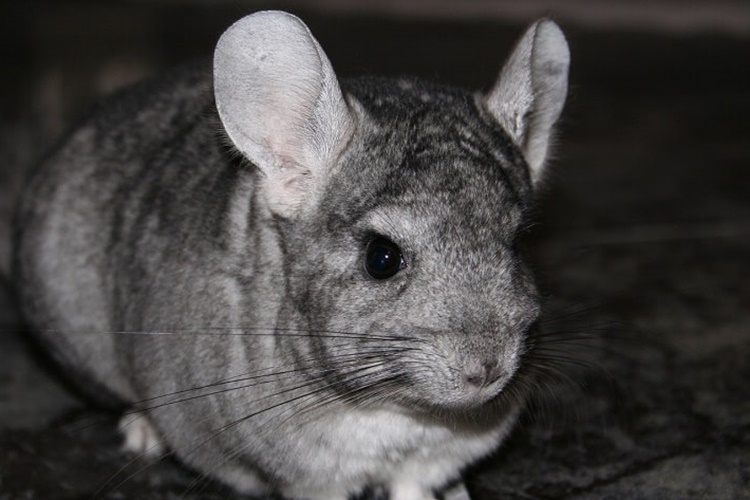 Chinchilla Ne İle Beslenir?