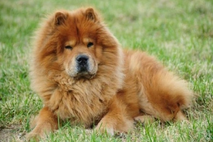 Chow Chow Cin Aslani Guncel Oku