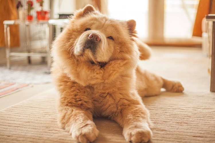 Chow Chow Evde Yalnız Kalabilir Mi?