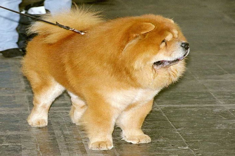 Chow Chow Köpek Fiyatı 2023 Ne Kadar?