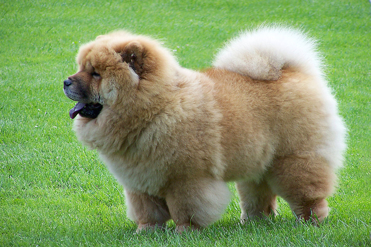 Chow Chow Nasıl Eğitilir?