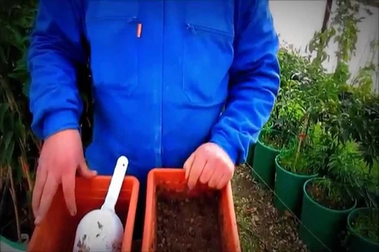 Çiçek Tohumu Filizlendirme Nasıl Yapılır?