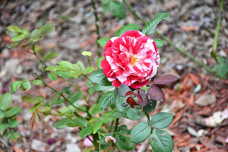 Çiçek Yaprakları Neden Çürür?