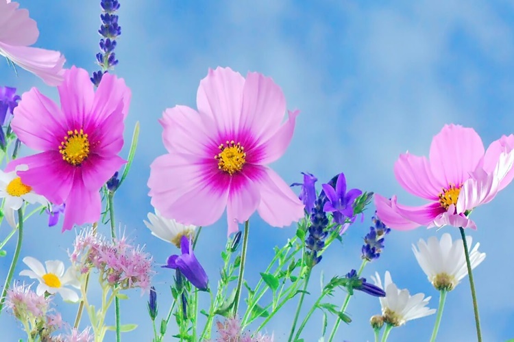 Çiçekler Nasıl Boşaltım Yapar?