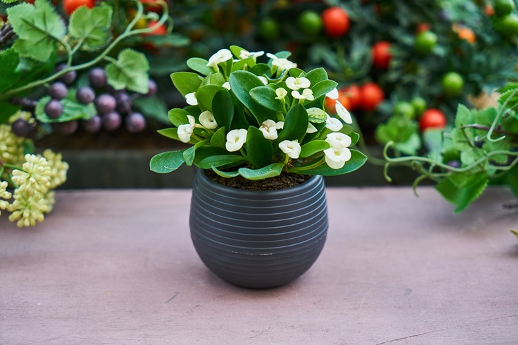 Çiçekler Nasıl Büyür?