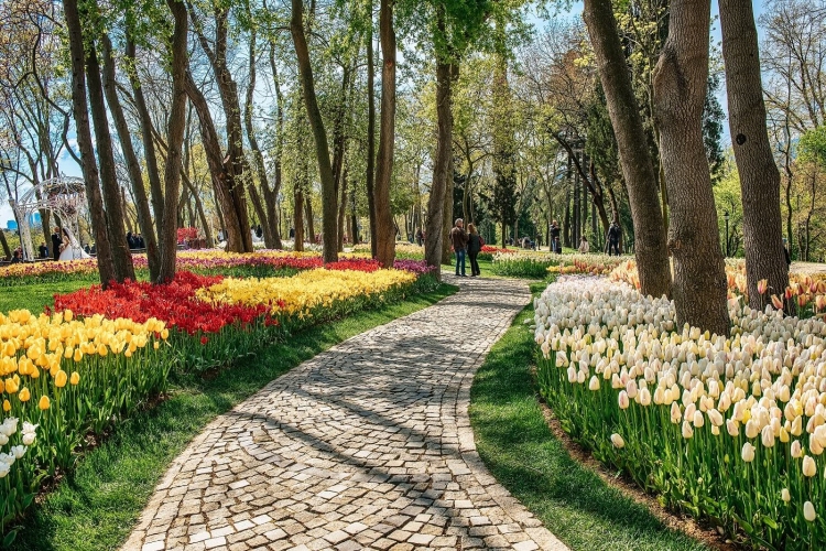 Çiçeklere Demir İlacı Verilir Mi?