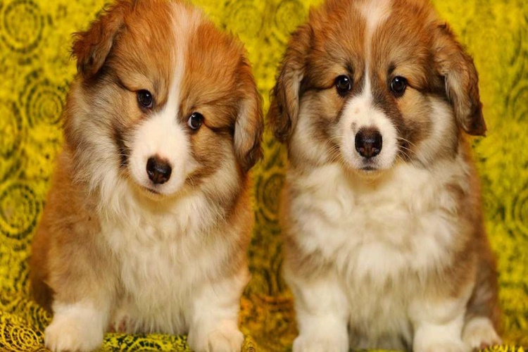 Cici Bebe Köpeklere Zararlı Mı?