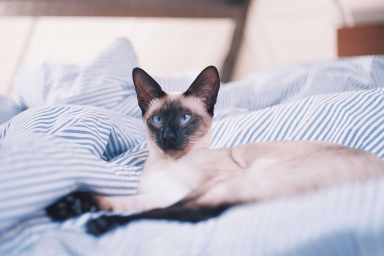 Çiftleşme Döneminde Olan Kedi Belirtileri Nelerdir?