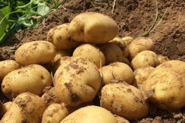 Çiğ Patates Suyu Bitkilere İyi Gelir Mi?