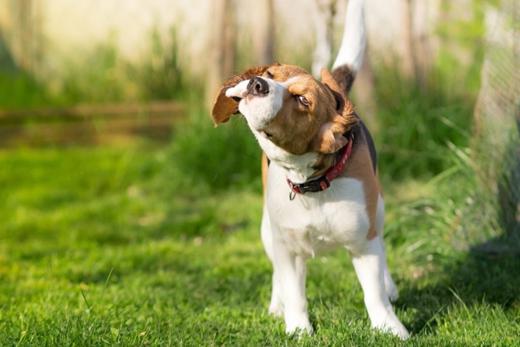 Ciğer Köpeklere Zararlı Mı?