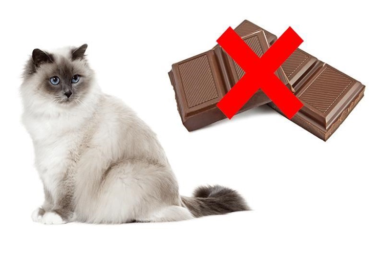 Cikolata Kedilere Neden Zararli Guncel Oku