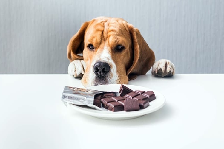 Çikolata Köpeklere Zararlı Mı?