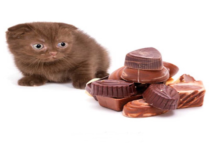Çikolata Ve Kedi Hakkında Merak Edilen Bilgiler