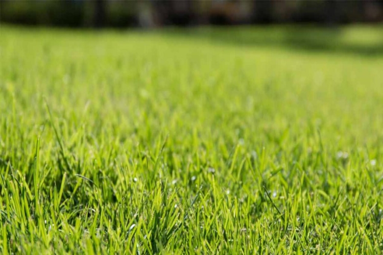 Çim Tohumu Kaç Günde Çimlenir?